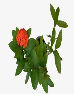 Ixora Coccinea en internet