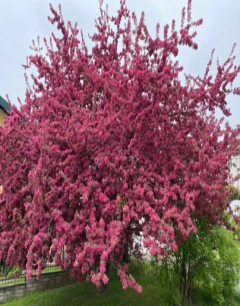 Manzano de Flor - comprar online