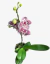 Orquídea Phalaenopsis Premium - comprar online
