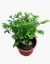 Adiantum Helecho adiantum