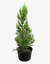 Cupressus Topacio - comprar online