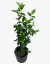 Laurentino Viburnum Tinus - comprar online