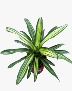 Nidularium Tricolor