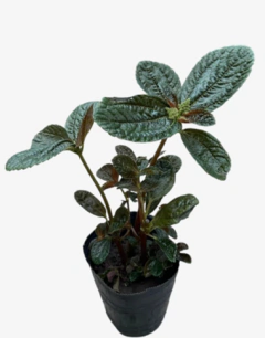 Pilea Repens Bronce - comprar online