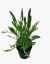 Coreopsis Grandiflora - comprar online