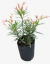 Laurel Petit Salmón - comprar online