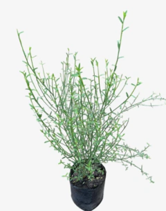 Retama Amarilla - comprar online