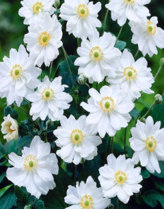 Anemona Japonica - vivero vip garden