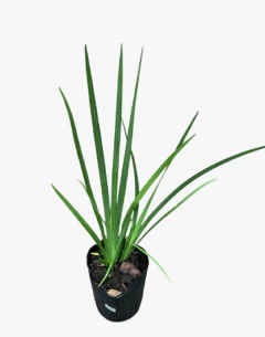 Dietes Vegeta Grandiflora en internet
