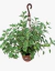 Incienso planta en internet