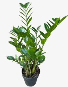 Zamioculca Verde - comprar online