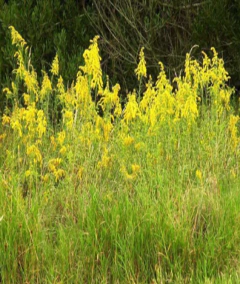 Solidago Chinensis - comprar online