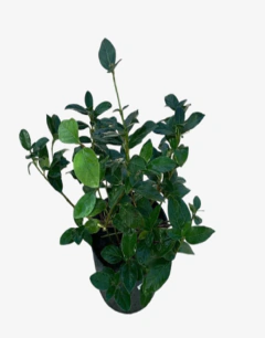 Laurentino Compacto - comprar online