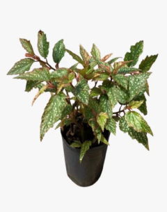 Begonia ala de ángel