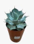 Agave Potatorum