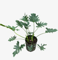 Misionero Philodendro bipinnatifidum - comprar online