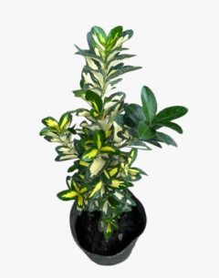 EUONYMUS AUROVARIEGATA - tienda online