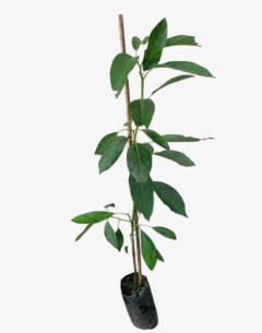 PALTA INJERTADA - comprar online