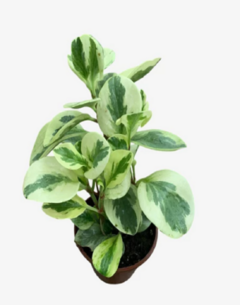 Peperomia variegada - Peperonia en internet