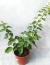 Santa Rita Bougainvillea Glabra en internet