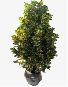 EUONYMUS AUROVARIEGATA - comprar online