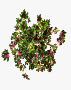 Coleus Perenne - comprar online