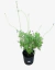 Lavanda Multifida - comprar online