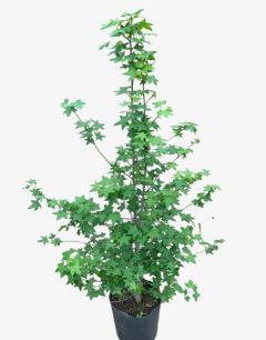 Liquidambar styraciflua - comprar online