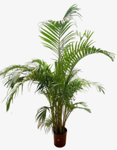 Areca palmera amarilla - comprar online