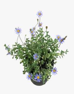 Agatea - comprar online