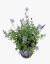 Agatea - comprar online