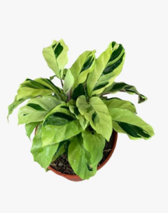 Calathea Yellow Fussion en internet