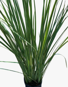 Dietes Bicolor Variegado en internet