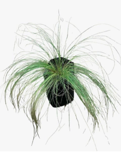 Stipa Tenuissima en internet