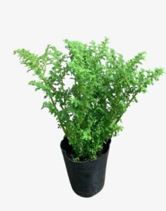Helecho Arroz - comprar online