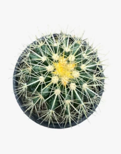 CACTUS M13 en internet