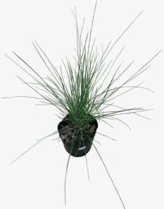 Muhlenbergia Capillaris - comprar online