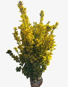 EUONYMUS COLUMNARIS - comprar online
