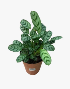 Calathea Portorriqueña
