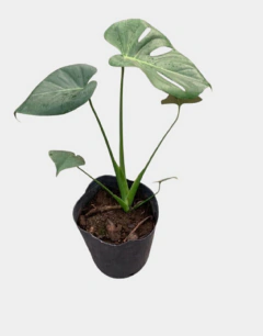 Monstera - Costilla de Adan - comprar online