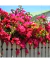 Santa Rita Bougainvillea Glabra - vivero vip garden