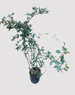 Cotoneaster Elegans - comprar online