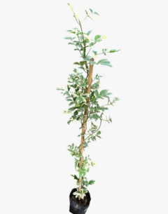 Bignonia variegata en internet