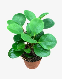 Peperomia Green - comprar online
