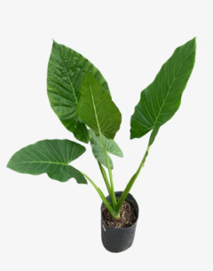 Alocasia Odora - comprar online