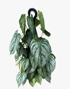 Philodendro Brandtianum - comprar online