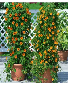 Ojo de Poeta - vivero vip garden