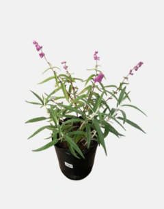 Salvia Leucanta - comprar online
