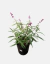 Salvia Leucanta - comprar online