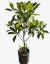 Magnolia Grandiflora blanca en internet